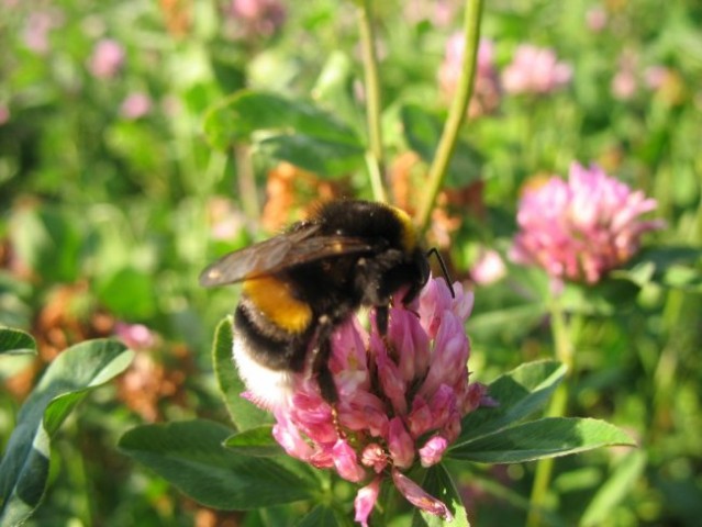 Bees and flowers - foto