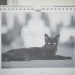 LICITACIJA koledar - rojstni dnevi (mačke)