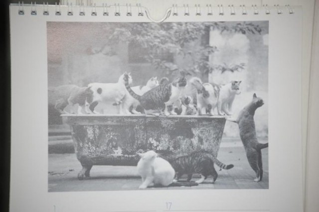LICITACIJA koledar - rojstni dnevi (mačke) - foto