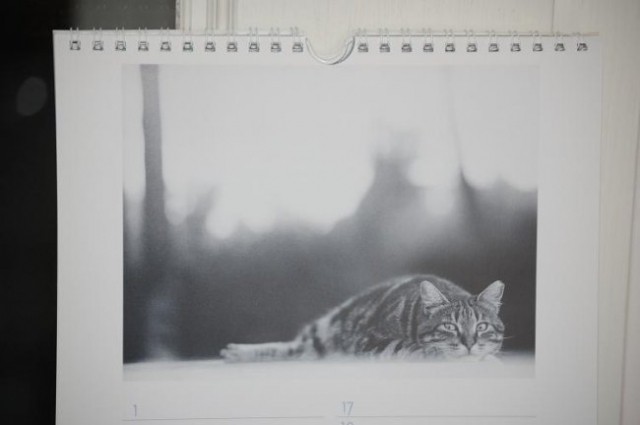 LICITACIJA koledar - rojstni dnevi (mačke) - foto