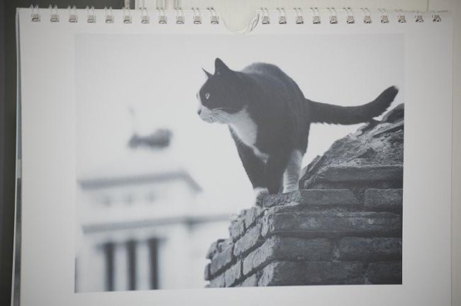 LICITACIJA koledar - rojstni dnevi (mačke) - foto povečava