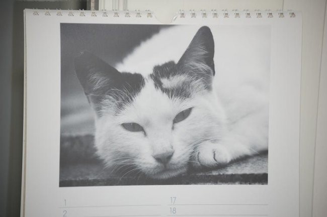 LICITACIJA koledar - rojstni dnevi (mačke) - foto povečava