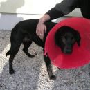 Pongo in Perdita