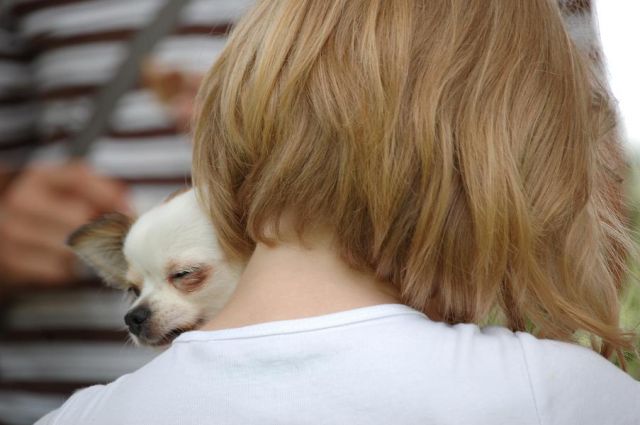 PIKNIK ČIVAVIC 15.8. - foto