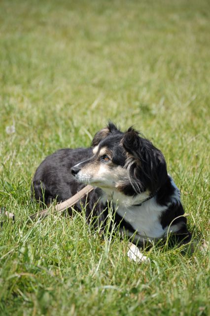 AZILAŠI JESEN 2011, POMLAD 2012, S. NOVICE - foto