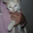 Lupi