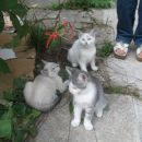 3 mucke iščejo nov dom.
01/2310515
040/622500