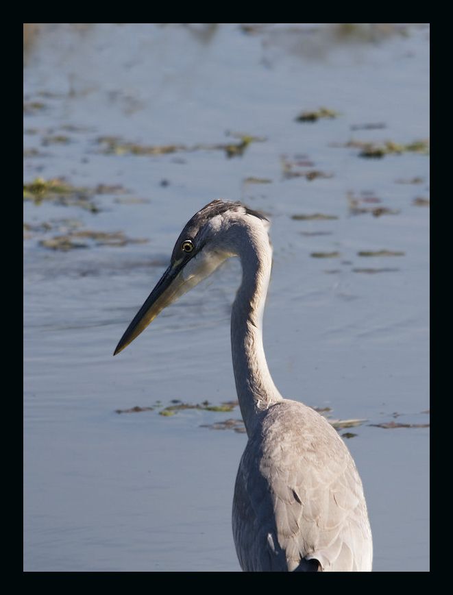 Ardea cinerea - foto povečava
