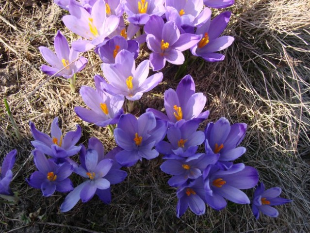 Velika Planina 15.04.2007 - foto