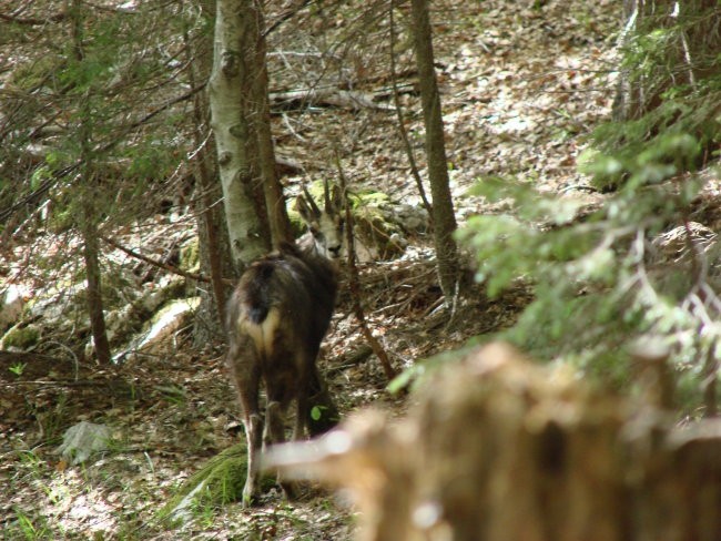 Planina Blato-Krstenica-v Lazu  08.05.2007 - foto povečava