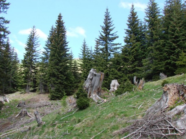 Planina Vošca 20.05.2007 - foto