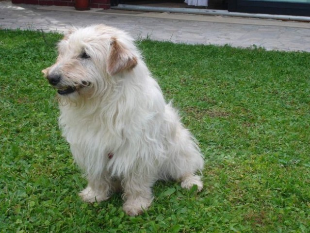 Maj 2006, Cofi posvojen iz Gmajnic, star približno 5 let