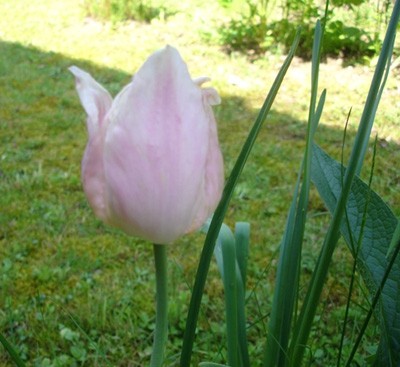 Pomlad