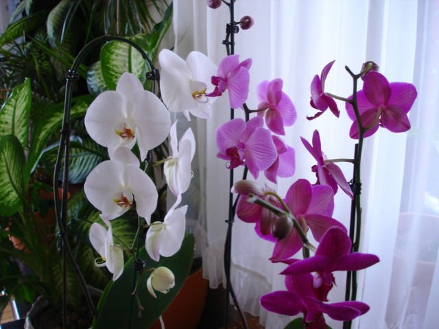 Moje orhidje