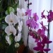 moje orhidje