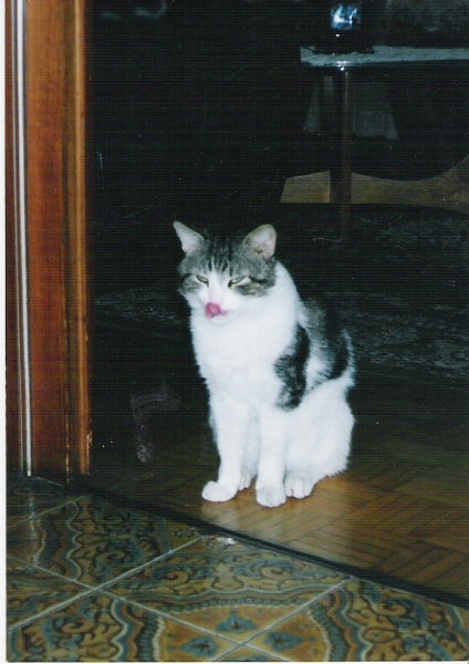 Muki - foto povečava