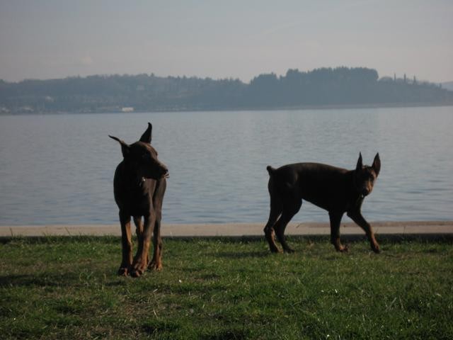 Czaar & Kira 4.mesec - foto povečava