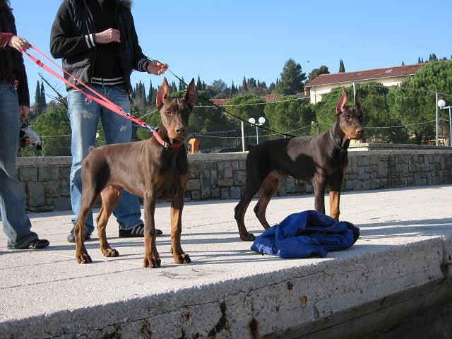 Czaar & Kira 4.mesec - foto povečava