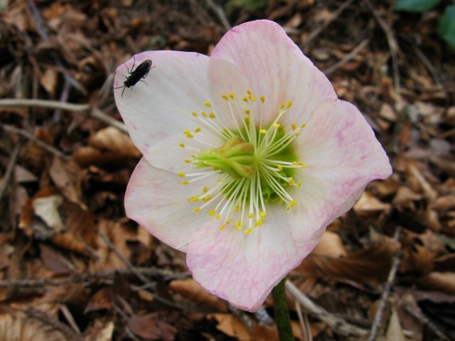 Pohod Krašnja-Limbarska gora-Trojane-15.3.09 - foto