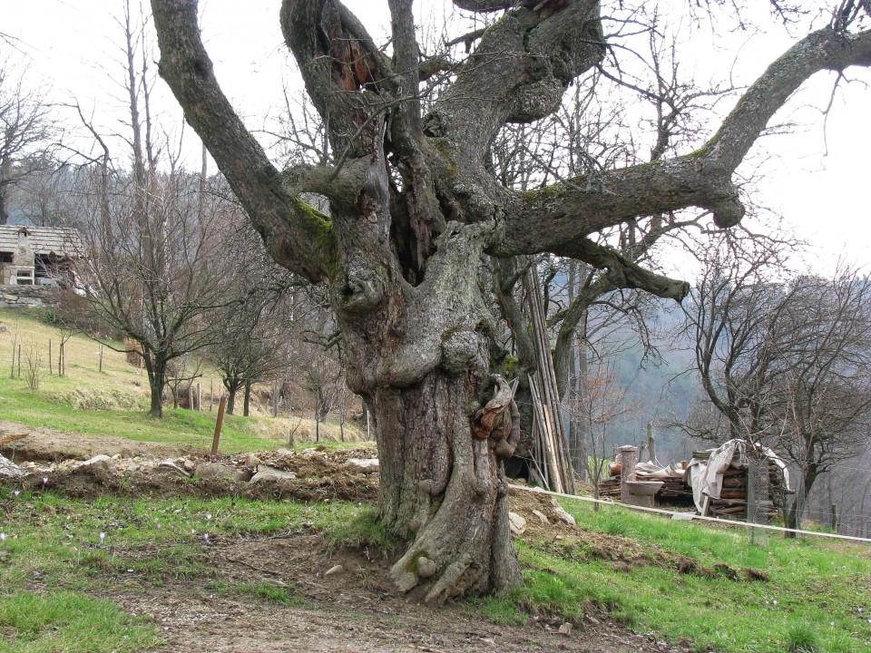 Zgor.Jablanica-Jabl.Laze-Mamolj-Gradišče-4.4. - foto povečava