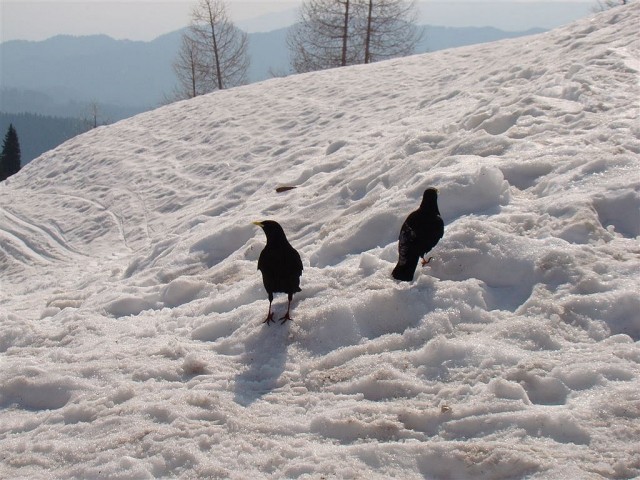 (Pokljuka)Rupe-Blejska koča-Mrežce-Debela peč - foto