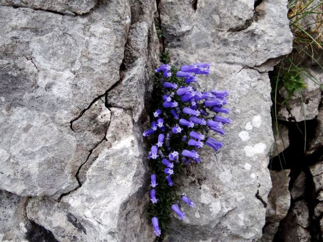 Trate-Stol-Prešernova k.-Celovška k.-3.8.2014 - foto