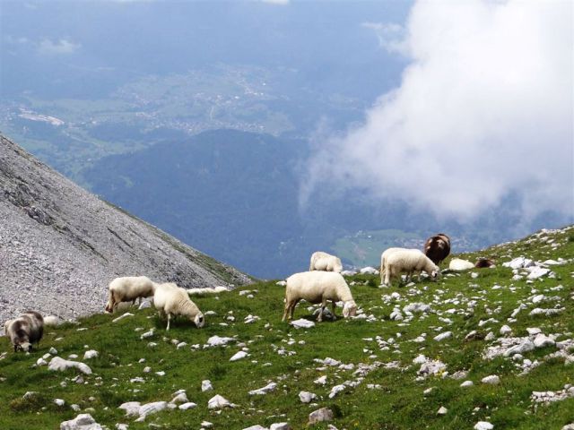 Trate-Stol-Prešernova k.-Celovška k.-3.8.2014 - foto