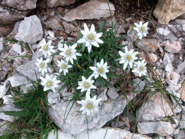 Šija-Rodica-Črna prst-B.Bist.-9.8.2014 - foto