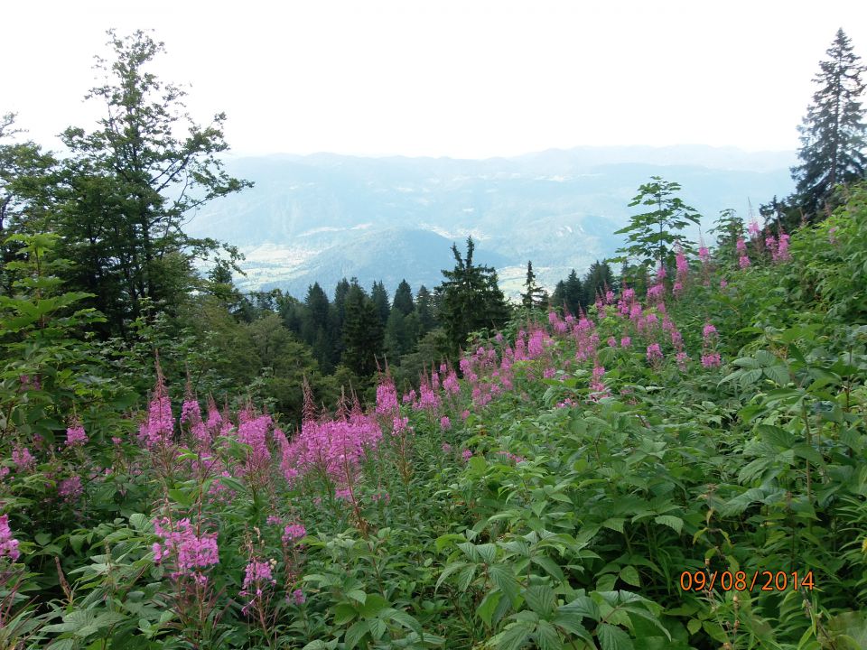 Šija-Rodica-Črna prst-B.Bist.-9.8.2014 - foto povečava