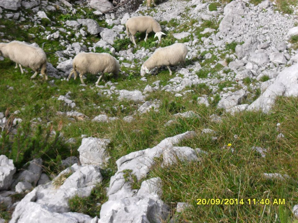 Pl.Ravne-V.Vrh-Korošica-20.9.14 - foto povečava