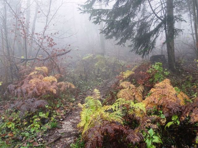 Strahomer-Krim in Vikrče-Šmarna gora-23.11.14 - foto