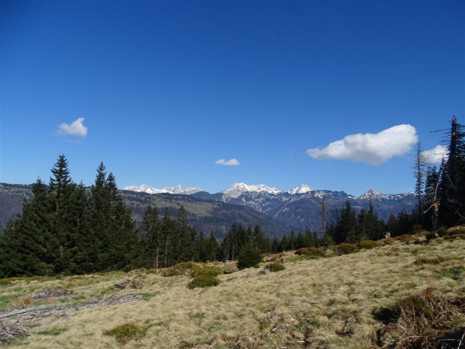 Črnivec-Lepenatka-Veliki Rogatec-26.4.2015 - foto povečava