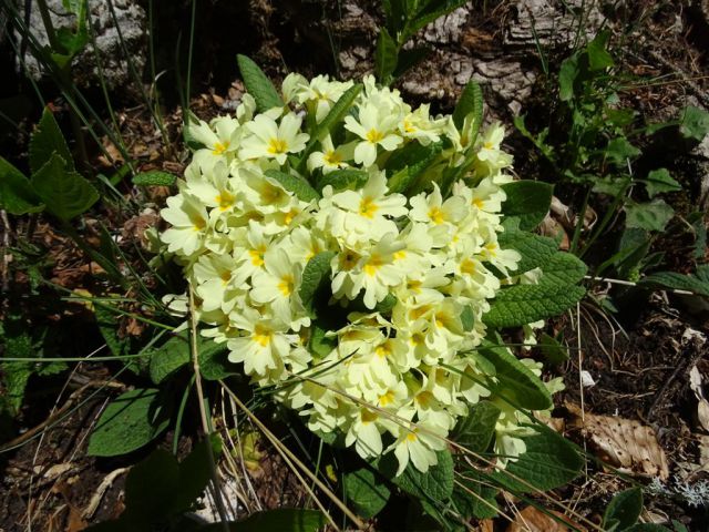 Črnivec-Lepenatka-Veliki Rogatec-26.4.2015 - foto