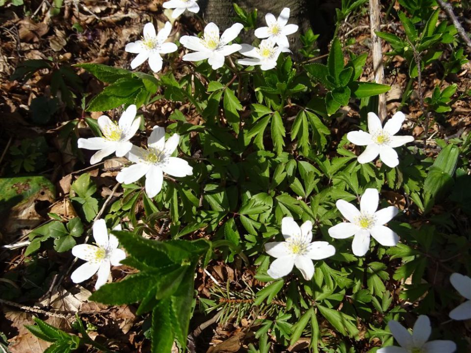 Črnivec-Lepenatka-Veliki Rogatec-26.4.2015 - foto povečava