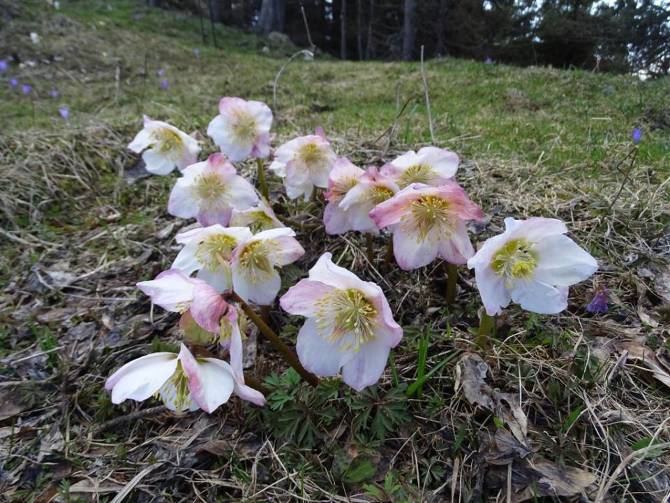 Črnivec-Lepenatka-Veliki Rogatec-26.4.2015 - foto povečava