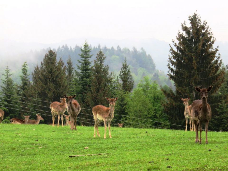 Žavcarjev vrh in Košenjak-3.5.2015 - foto povečava