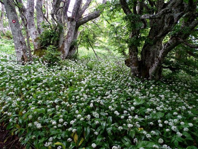 Sviščaki-Veliki Snežnik-31.5.2015 - foto