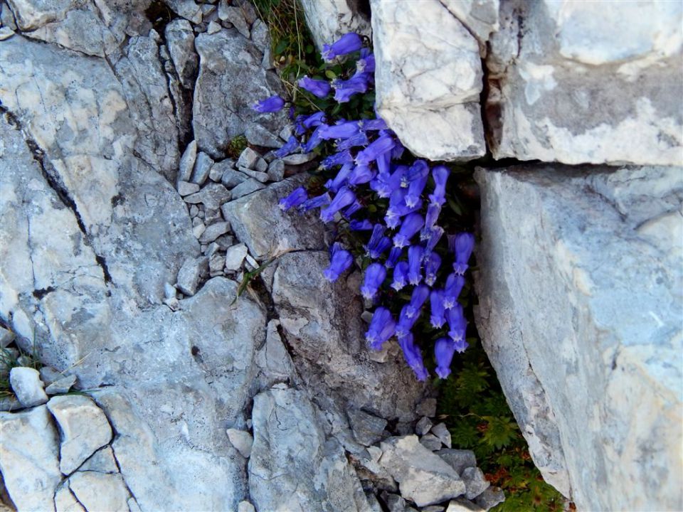 Vršič-Kopiščarjeva-Prisojnik-30.8.2015 - foto povečava