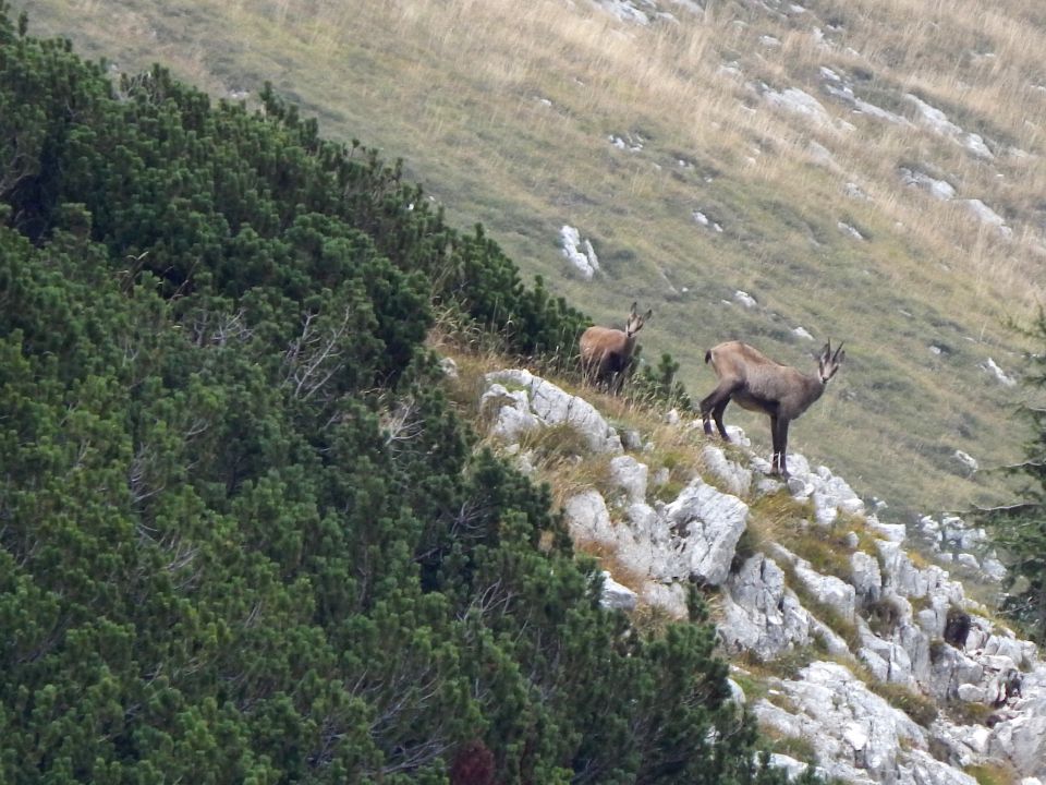 Pl.Blato-Miš.preval-Mišelj vrh-13.9.2015 - foto povečava