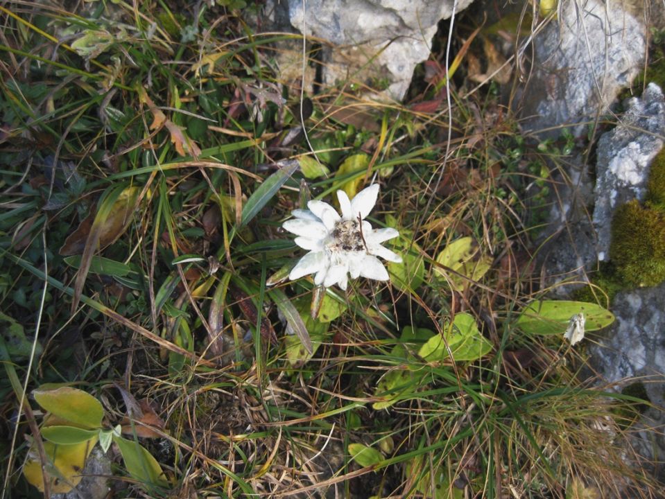 Pl.Blato-Slatna-Vogli-Zelnarica-16.10.2016 - foto povečava