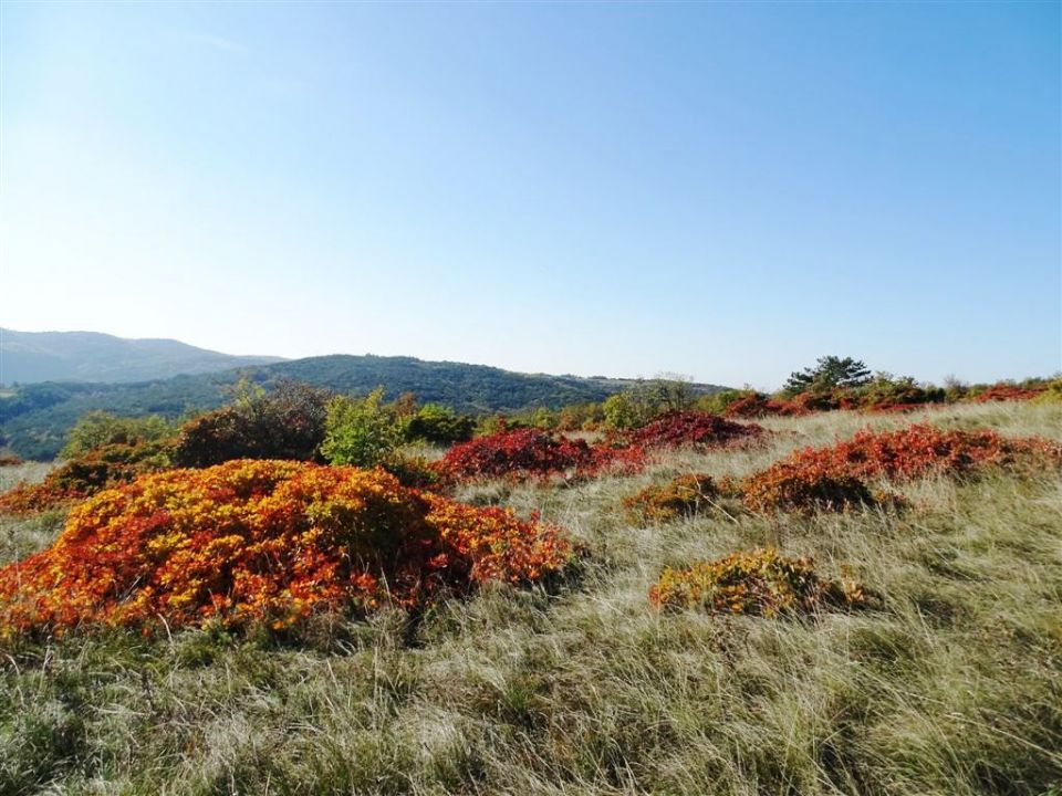 Komare-Kuk-Spodmoli-ruj na Krasu - 30.10.16 - foto povečava