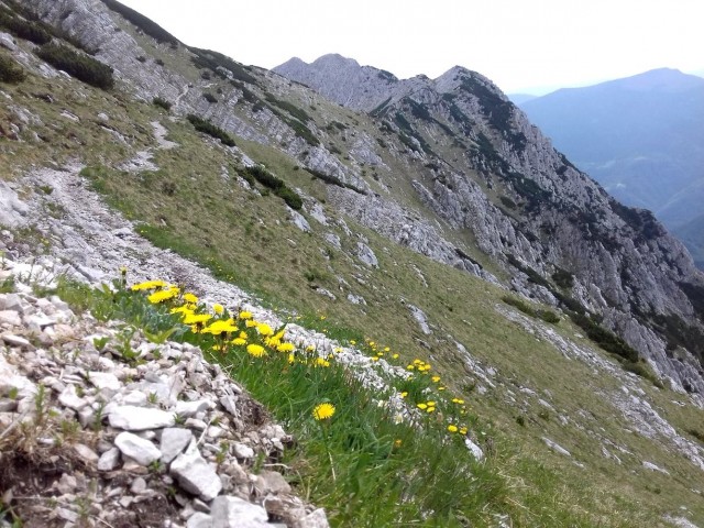Vogel-Rodica-Črna prst-4.6.2017 - foto