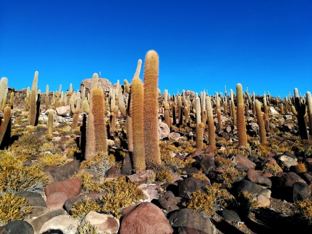 Bolivija-trek-Huayna Potosi(6088m)-7.-27.7.17 - foto