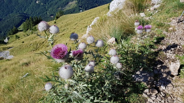 Ljubelj-Zelenica-Begunjščica(2060m)-13.8.2017 - foto