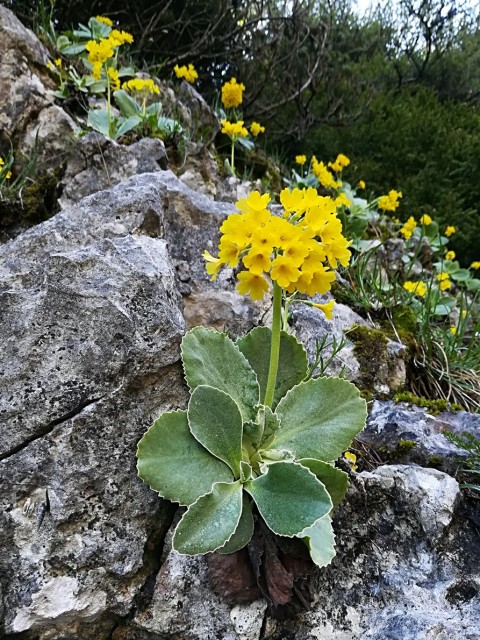 Pusti Rovt-Lovska pot-Struška-Golica-13.5.18 - foto