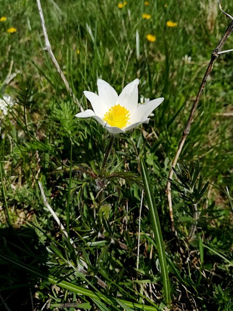 Pusti Rovt-Lovska pot-Struška-Golica-13.5.18 - foto