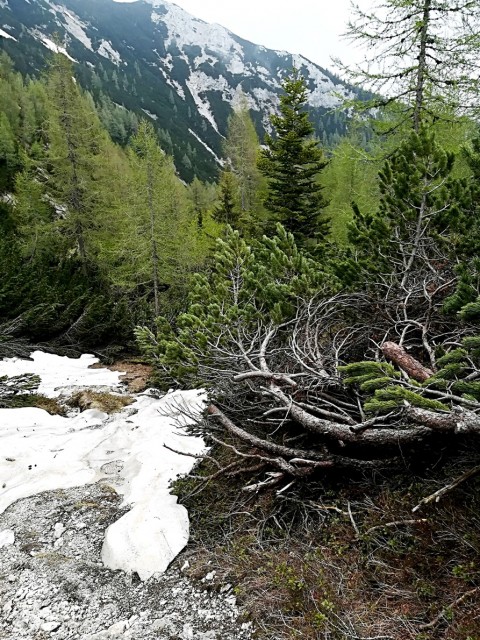 Pl.Ravne-Dolga trata-Vrtače-Pl.Vodule-20.5.18 - foto