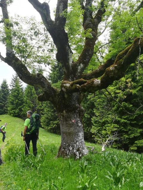 Erjavčev rovt-Gubno-Kepa - 27.5.2018 - foto