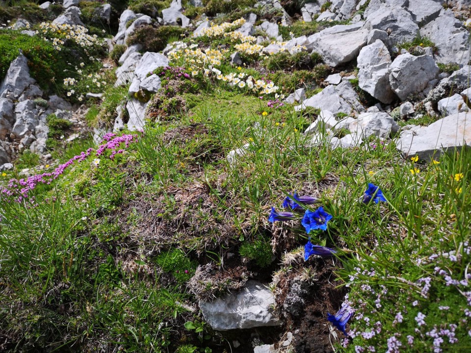 Zelenica-Palec-Zelenjak-Vrtača-17.6.2018 - foto povečava