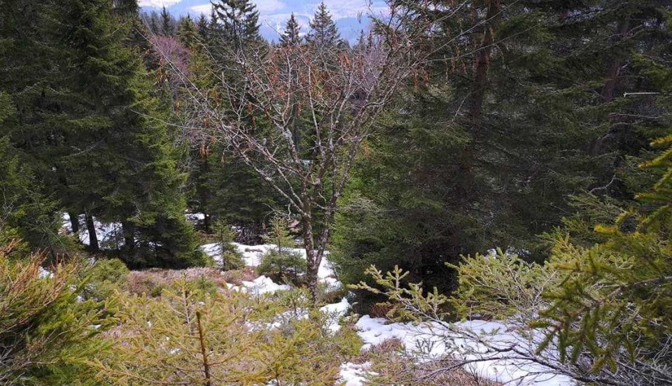 žekovec-Mozirska k.-Stari stani-Golte-10.2.19 - foto povečava